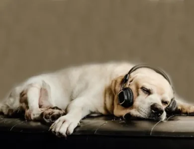 Music to Calm Dogs - Top 35 Best Relaxing Calming Music