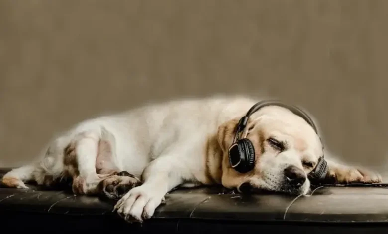 Music to Calm Dogs - Top 35 Best Relaxing Calming Music