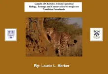 Aspects of Cheetah Biology Ecology