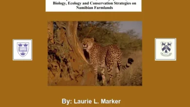 Aspects of Cheetah Biology Ecology