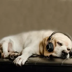 Music For Dogs - Top 35 Best Relaxing Calm Music Collection